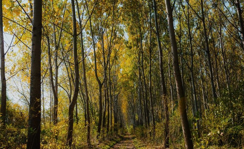 How Can You Make A Difference To The Environment?